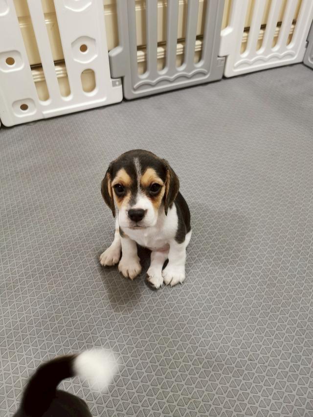บีเกิ้ล (Beagle) Female ด.ญ 💯🏡 8