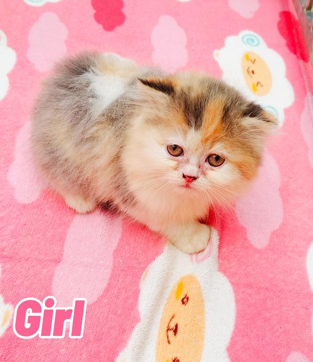 น้องเปอร์เซียพร้อมย้ายบ้านครับ 4