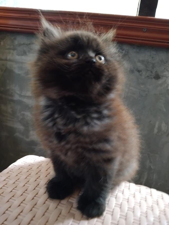 น้องเเมว เปอร์เซียเพศผู้ อายุ2เดือน