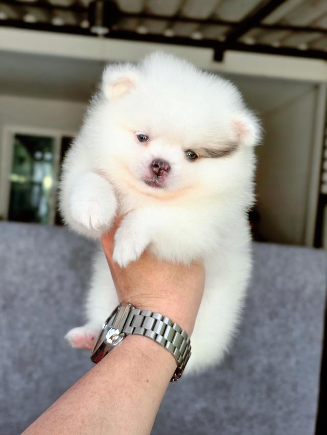 Pomeranian เพศผู้น้องซีม่อน 5