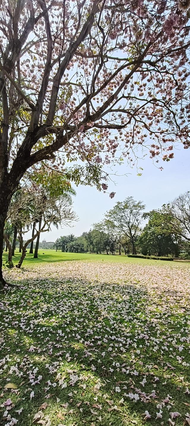 รูปภาพ  วิว อาหาร สถานที่  คน รูปที่ 5