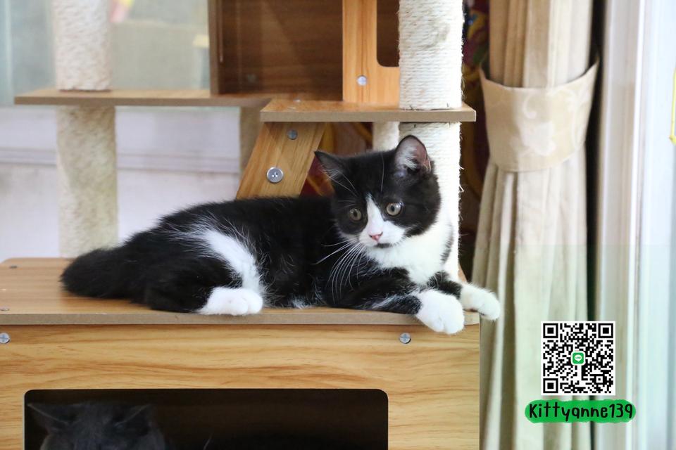 ลูกแมวบริติชหิมาลายันพร้อมย้ายบ้าน รูปที่ 13