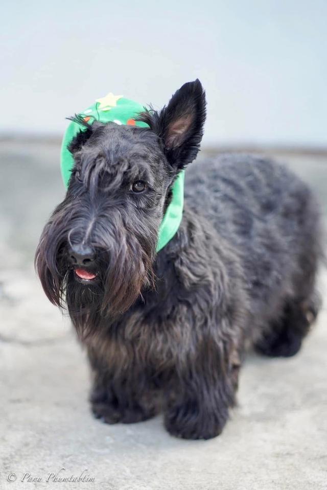 สุนัข Scottish Terrier หาบ้าน