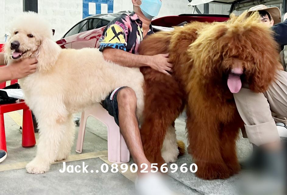 รับจับสุนัขผสมพันธ์ทุกสายพันธ์ 7