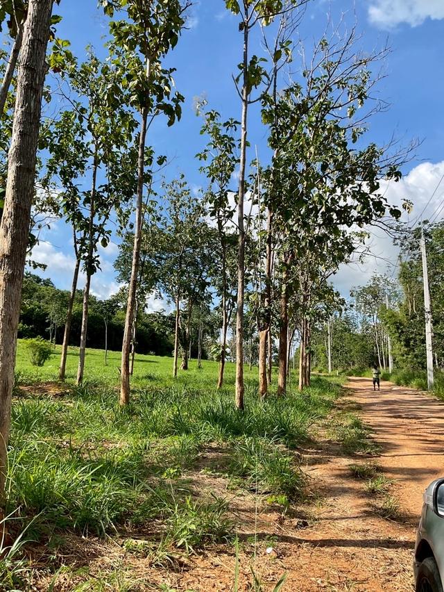 ขายที่ดิน ปากช่อง หนองสาหร่าย 14