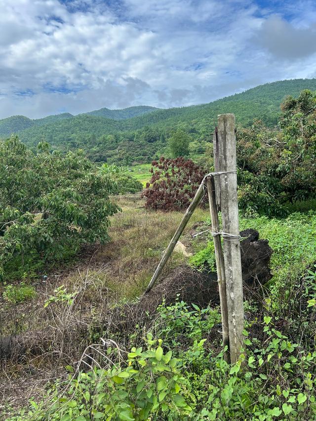 ที่นาวิวสวยไปแถวจอมทอง ติดถนน 2 ด้าน ขายเพียงไร่ละ 350,000 บาท ตารางวาละ 875 บาท 14