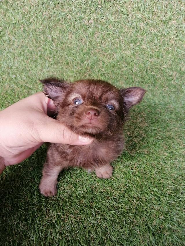 ปอมชิวาว่า พร้อมย้าย รูปที่ 11