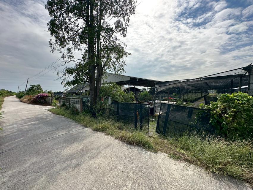 ขายที่ดิน อ.บางเลน เนื้อที่ 45ไร่ 1งาน 176ตร.ว พร้อมสวนกล้วยไม้ 10