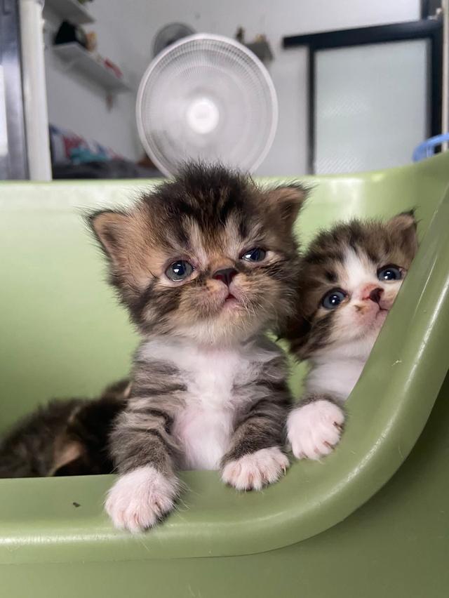 แมวเปอร์เซีย