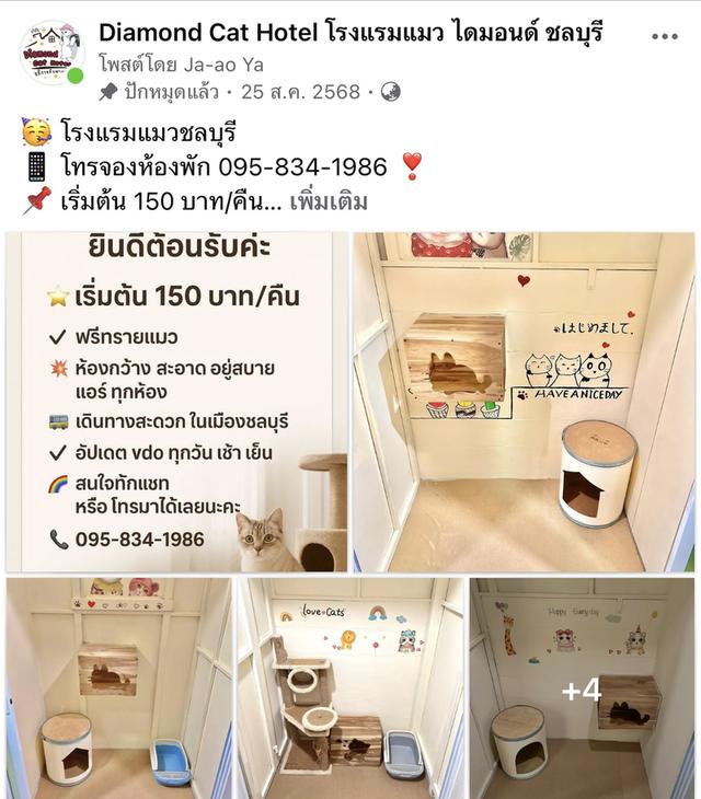 🐈โรงแรมแมว รับฝากแมวชลบุรี 2