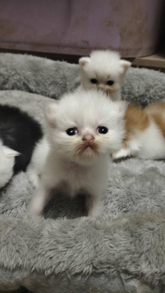 เปิดจอง เด็กๆอายุ 2 สัปดาห์ เปิดกล้องดูก่อนได้ค่ะ 17