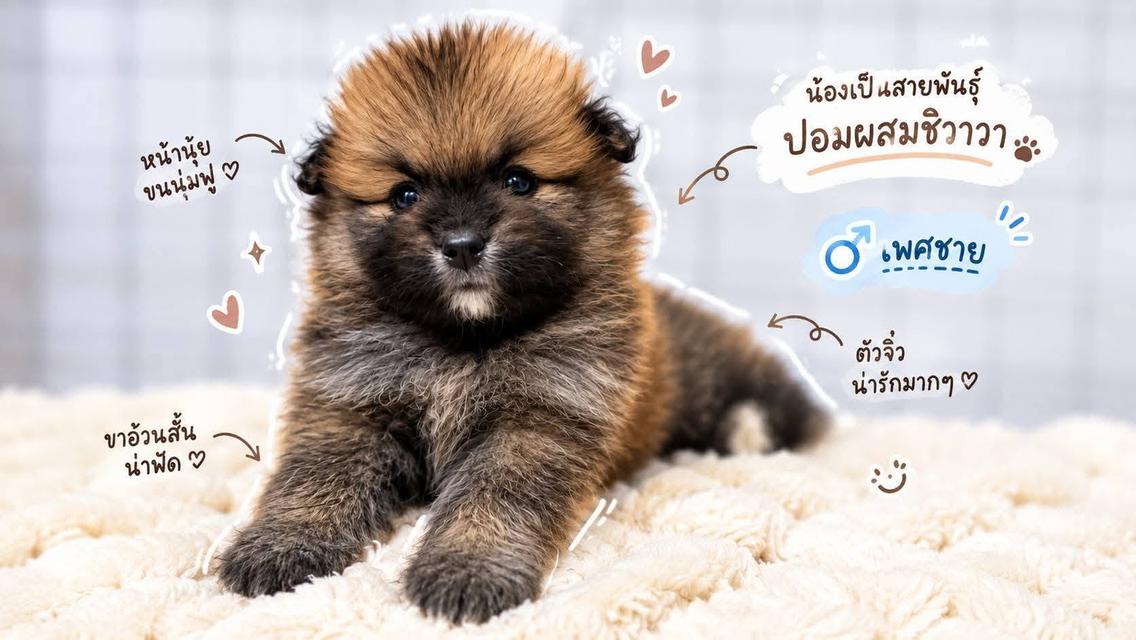สุนัขพันธุ์ปอมผสมชิสุว่า