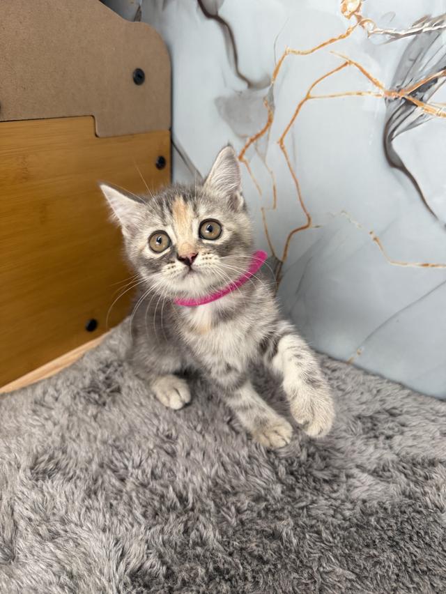 ลูกแมวสายพันธุ์สก๊อตติช 3