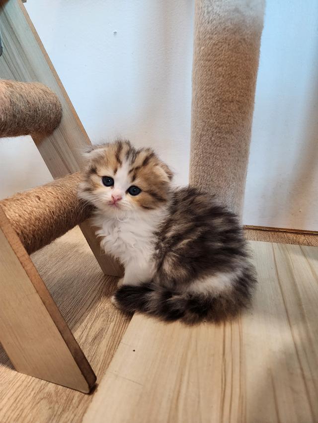 แมว สก็อตติช อายุ 2-3 เดือน ตัวละ 5000 พิกัดไทรม้า 16