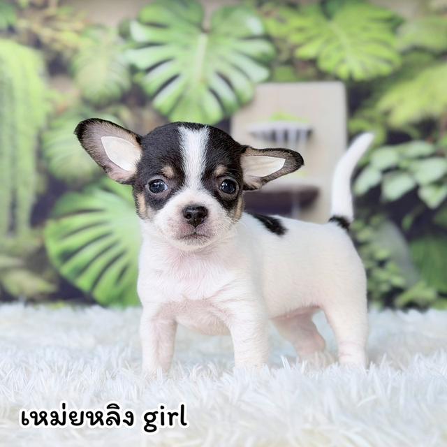 ขิวาวาขนสั้นสายพันธุ์แท้ รูปที่ 6