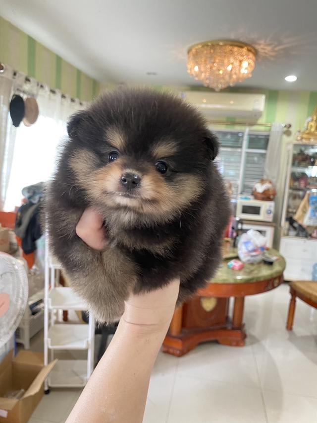 ปอมแท้ พร้อมส่ง มาดูตัวจริงได้ค่ะ 5