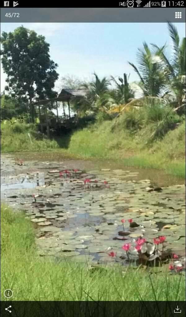 ที่ดินจำนวน 5 ไร่สระกระโจม ดอนเจดีย์ สุพรรณบุรี 10