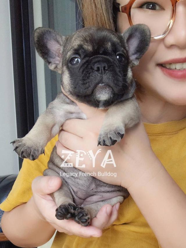 ZEYA เฟรนช์บูลด็อก เพศเมีย สีเซเบิล 14