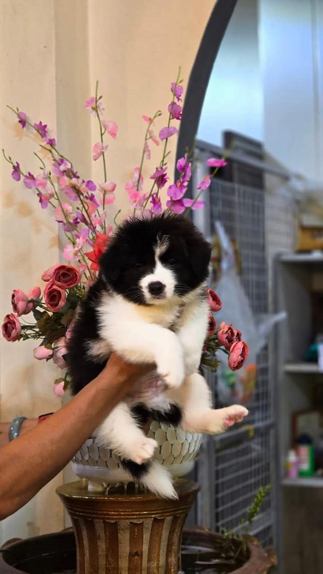 ขาย Border Collie หมาน้อยขนฟู 3