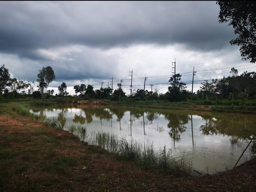 ขายที่ดิน บึงกาฬ สวนยาง+บ่อน้ำ โฉนด ครุฑแดง นส4 จ 5 ไร่กว่า เจ้าของขายเอง 6
