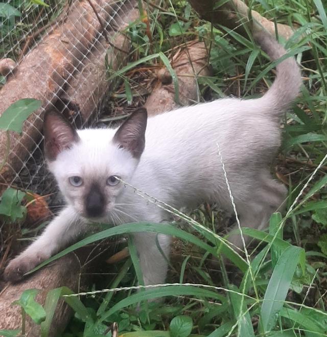 ลูกแมววิเชียรมาศ บ้านปุ้มปุ้ย 9