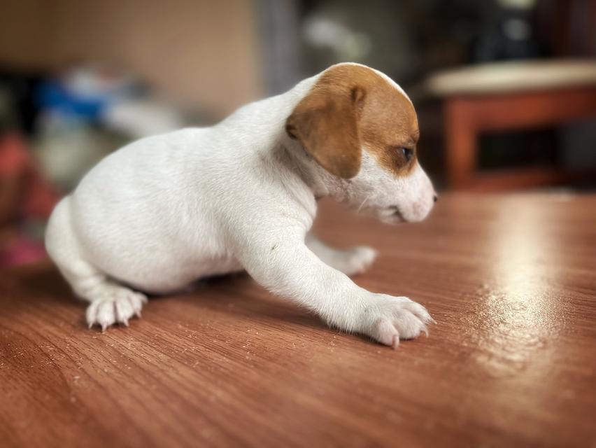 ลูกสุนัข jackrussell  8