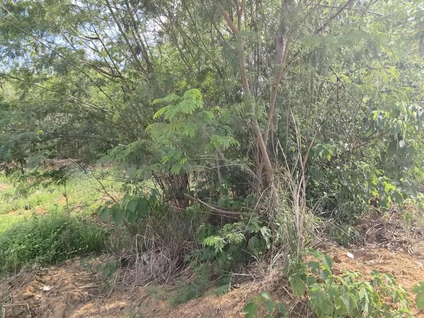 ที่ดินเปล่า 10 ไร่ ที่วังหมี วังน้ำเขียว 7