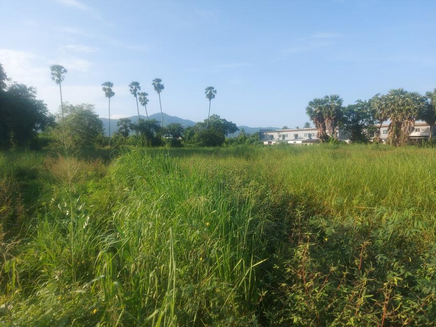 ขายที่ดินบ้านสวนซอย11 เนื้อที่ 1 ไร่ ใกล้วิวเขาใกล้ถนนบายพาส361-2กม. เมืองชลบุรี 3