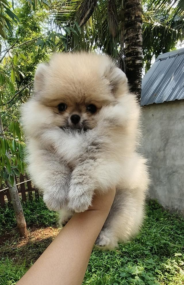 สุนัข ปอมเมอเรเนียน  หมา