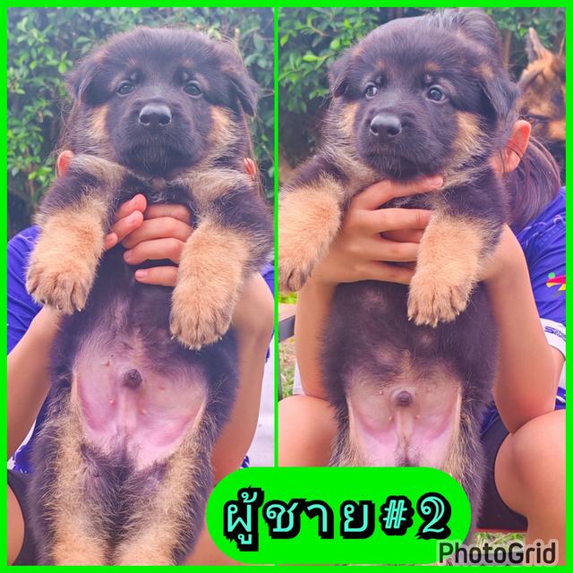 ลูกสุนัขเยอรมันเชพเพิร์ดแท้ รูปย่อยที่ 2