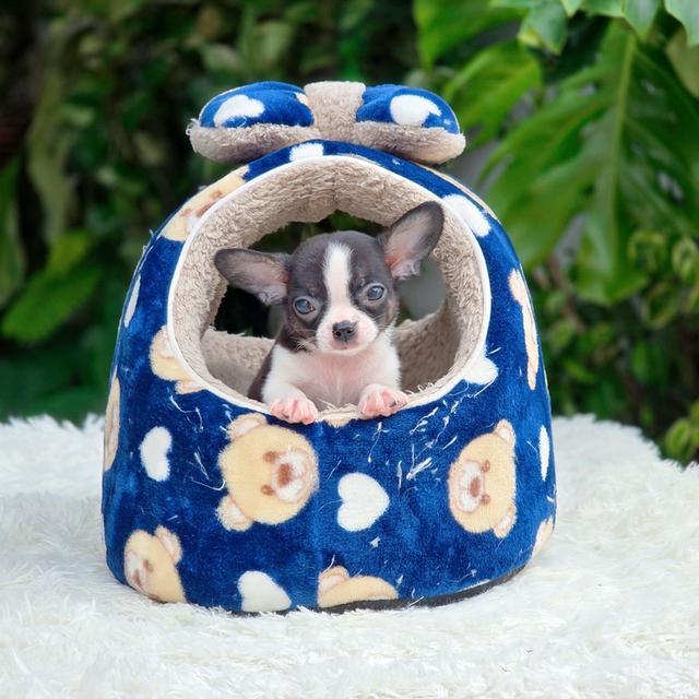 ชิวาวาแท้ ขนสั้น ผู้ รูปที่ 9