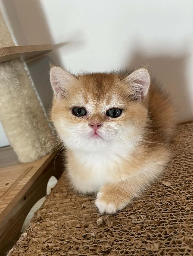 สาวน้อย K2 บริติชแท้สีทอง