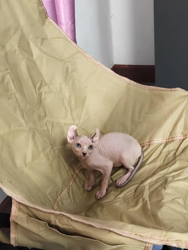 ดช.สฟิงซ์เอลฟ์หูพลิก รูปที่ 2