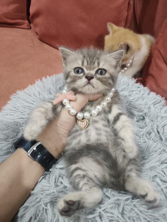 เด็กหญิง เทาลาย สก็อตติช🏠🏡😻 รูปที่ 2