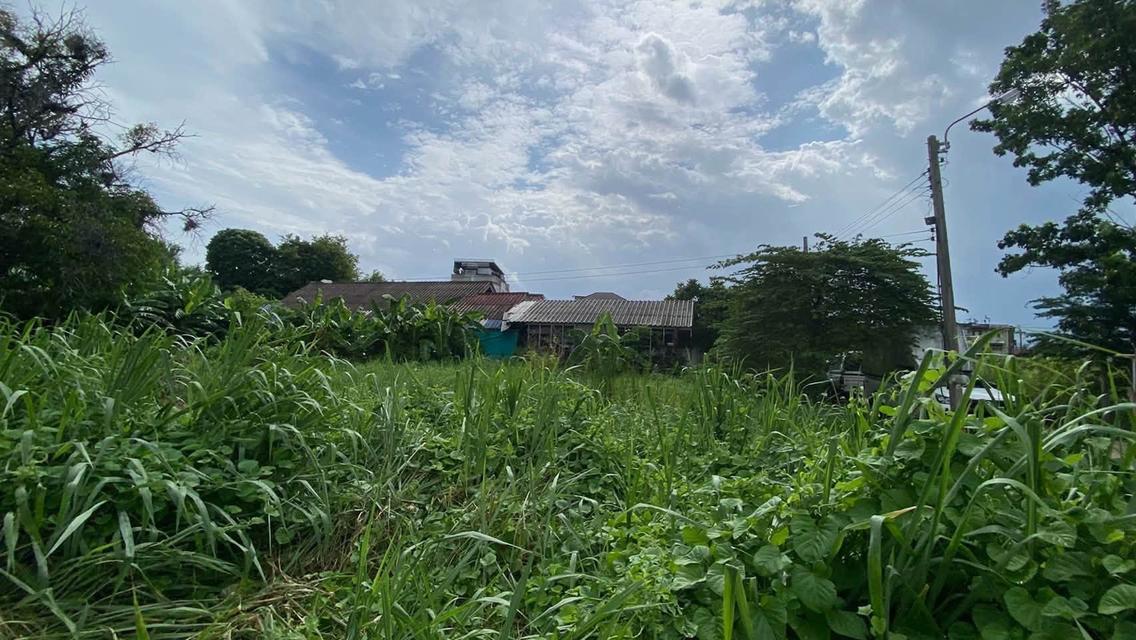 ขายด่วนที่ดินต่ำกว่าราคาประเมิน 108 ตรว ติดถนนคอนกรีต ซ.เพชรเกษม 108 ภาษีเจริญ กรุงเทพฯ 10