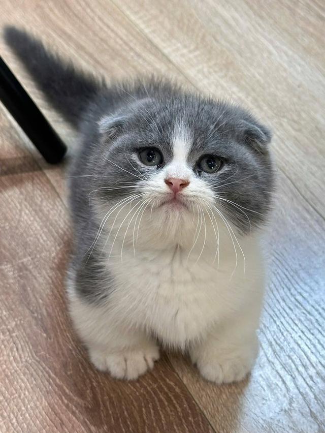 แมวมันช์กิ้น บริติช แร็กดอลรวมในนี้ทักได้เลยค่ะ รูปที่ 8