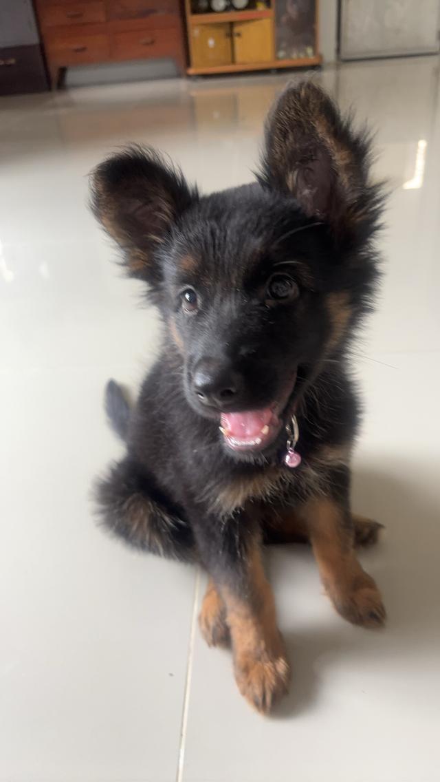 ลูกสุนัขเยอรมันเชพเพิร์ด