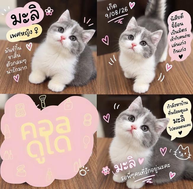 แมวมันช์กิ้นขาสั้น วัคซีนให้ก่อนย้ายทุกคน ตรวจโรคและสุขภาพให้ฟรี รูปที่ 2