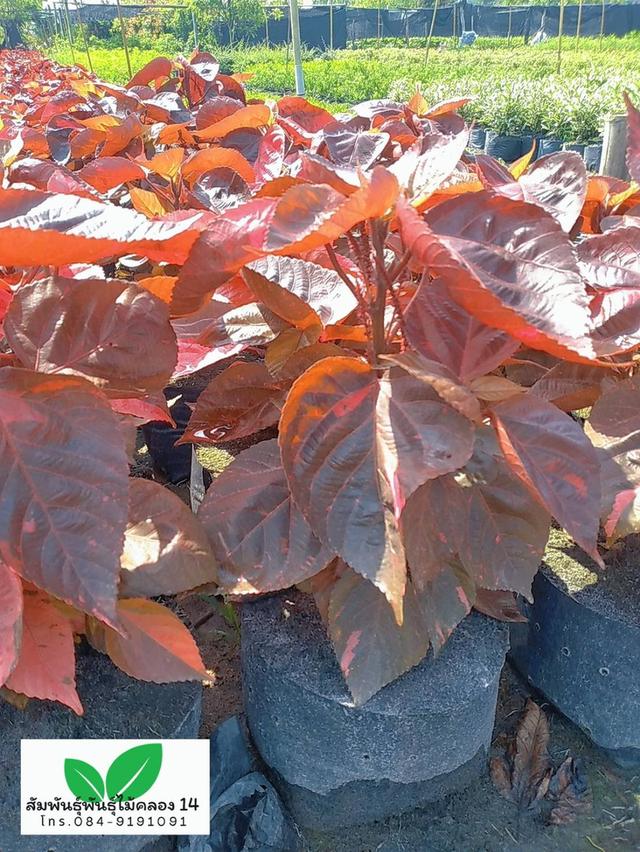 หูปลาช่อน ต้นหูปลาช่อน รูปที่ 2