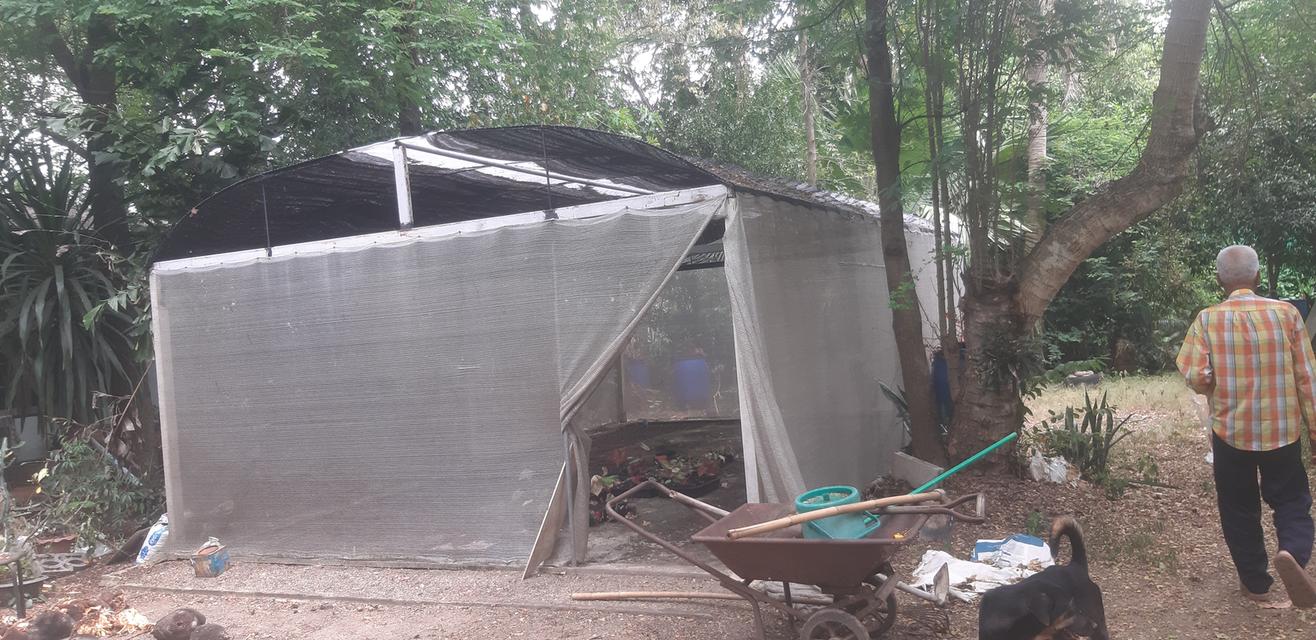 บ้านพร้อมที่ดินสวนขนุน โดมปลูกต้นพลู และบ่อเลี้ยงปลาขนาดใหญ่ 17