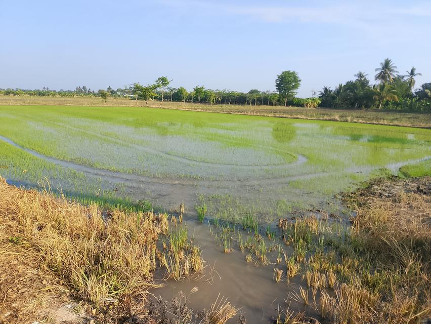 ที่ดินเปล่า เป็นที่นาติดถนนมีคลองชลประทานอยู่หน้าถนน อยู่ อำเภอเมือง จังหวัดสุพรรณบุรี ถนนไปมาง่าย น้ำไฟครบ สนใจติดต่อมาได้ค่ะ 6