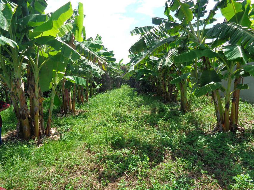 SS119ขายที่สวนลำใยและสวนกล้วยติดแม่น้ำปิงเนื้อที่1-0-10ไร่ติ 6