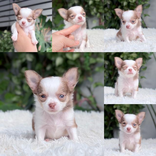 ชิวาวาแท้ขนยาว เพศผู้ พร้อมย้ายบ้าน