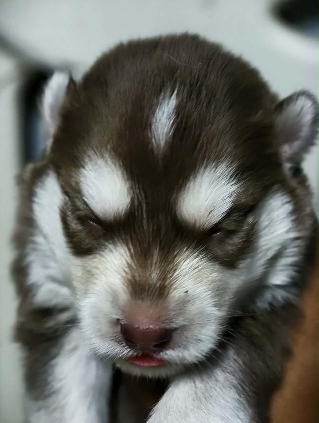 ไซบีเรียนวูดลี่โค้ช ชาย2หญิง2