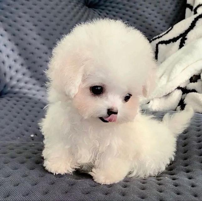 น้องสุนัข ปอมเมอเรเนียน สีขาวสุดน่ารัก 3