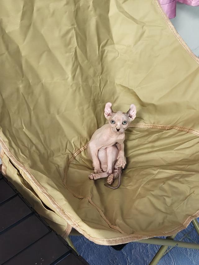 ดช.สฟิงซ์เอลฟ์หูพลิก รูปที่ 4