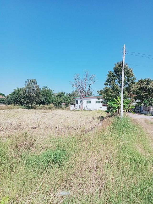 ขายที่ดินติด ในเมืองชัยภูมิ 3