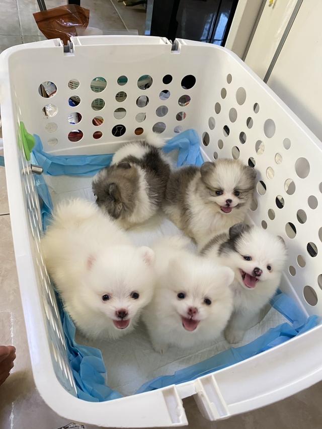 ปอมปอมแท้ น่ารัก ทีคัพ จิ๋วๆ พร้อมย้ายบ้านค่ะ รูปที่ 4
