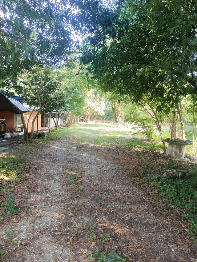 ที่ดิน5 ไร่2 งาน69 ตรว.ฟรีบ้านเดี่ยวชั้นเดียว128 ตรม.1 หลัง 4