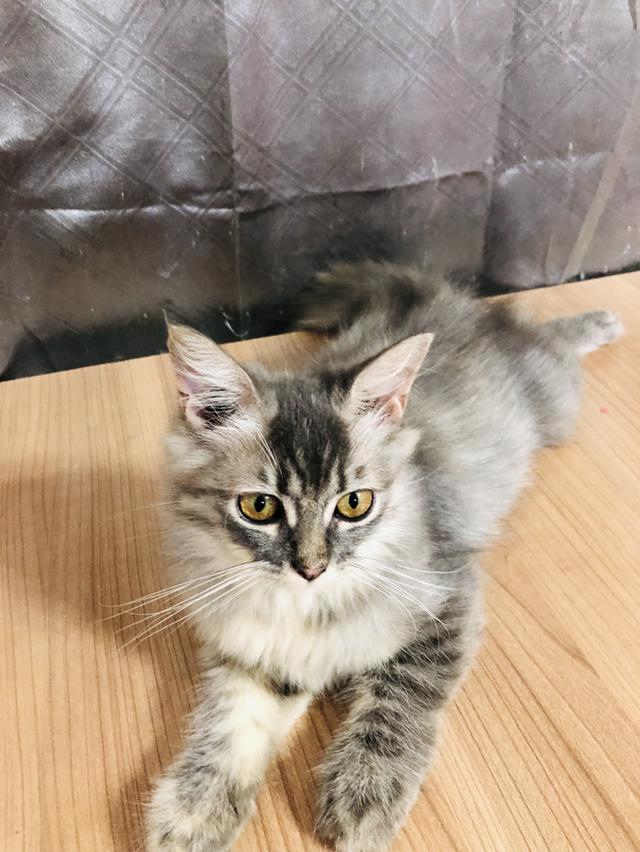 น้องแมวพันธุ์ หิมาลายันผสมชินชิล่า เพศหญิง 5